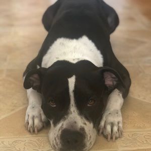 Meet your Posher, Gordon